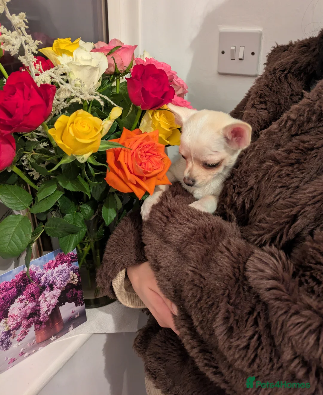 Chihuahua dogs for sale: ONE small toy pedigree Chihuahua - Advert 22