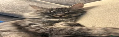 Maine Coon Kitten 1