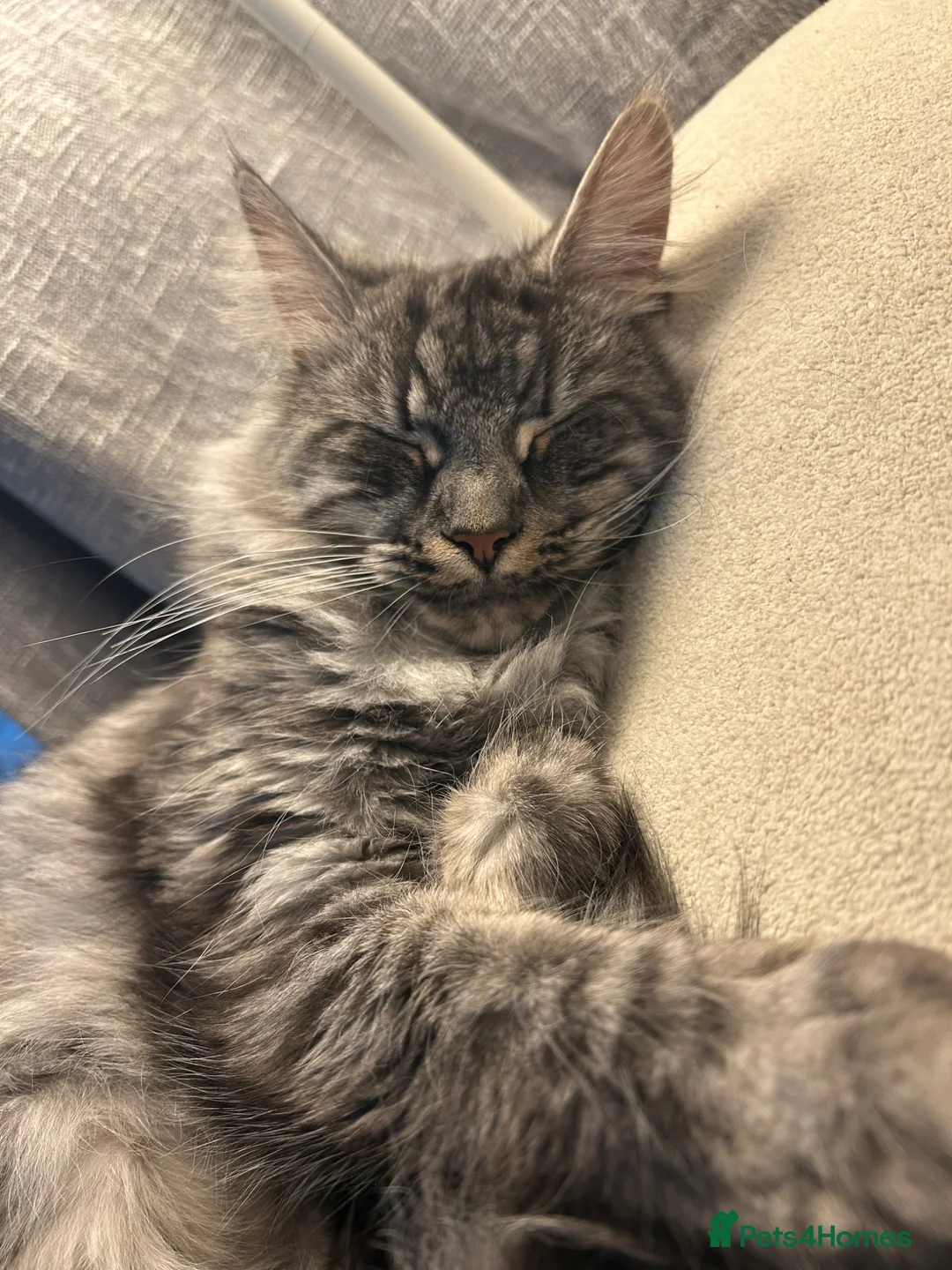 Maine Coon cats for sale: Dolly the super duper friendly maine coon! in Ruislip - Advert 2