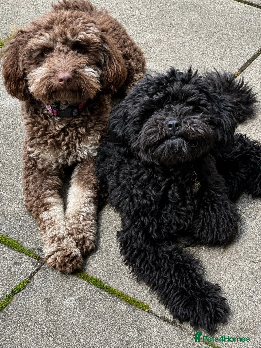 Miniature Poodle dogs for sale: Miniature Poodle - Advert 2