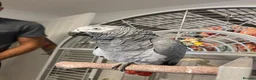 Parrots birds for sale: 7 Year Old Female African Grey - Advert 2