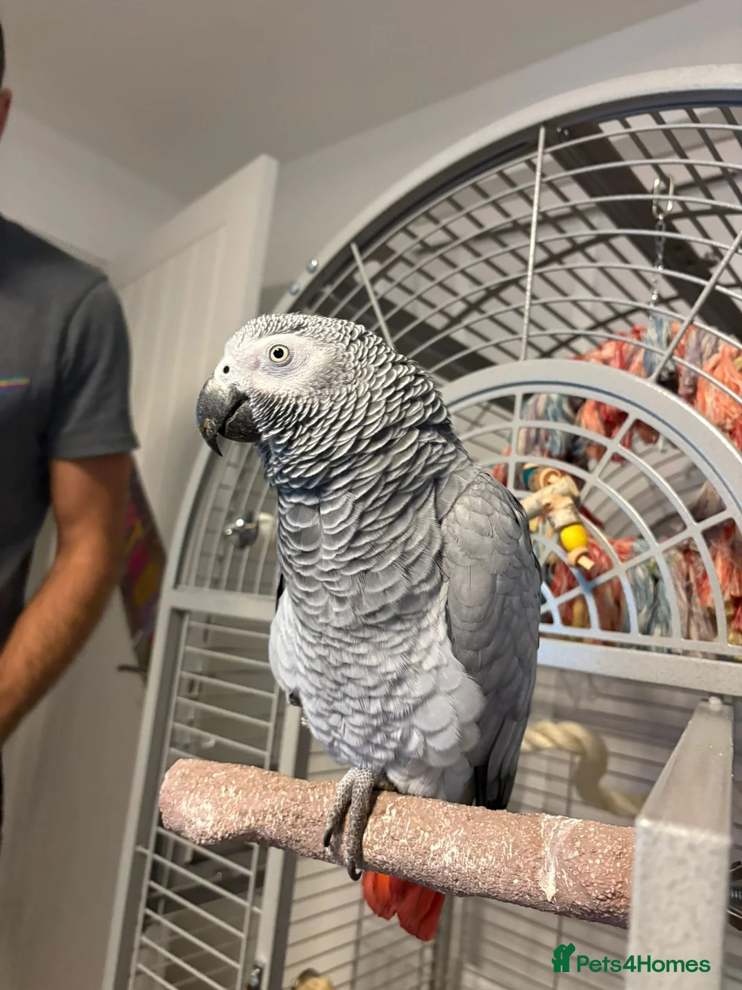 Parrots birds for sale: 7 Year Old Female African Grey - Advert 2