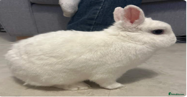 Netherland Dwarf rabbits - Advert 4