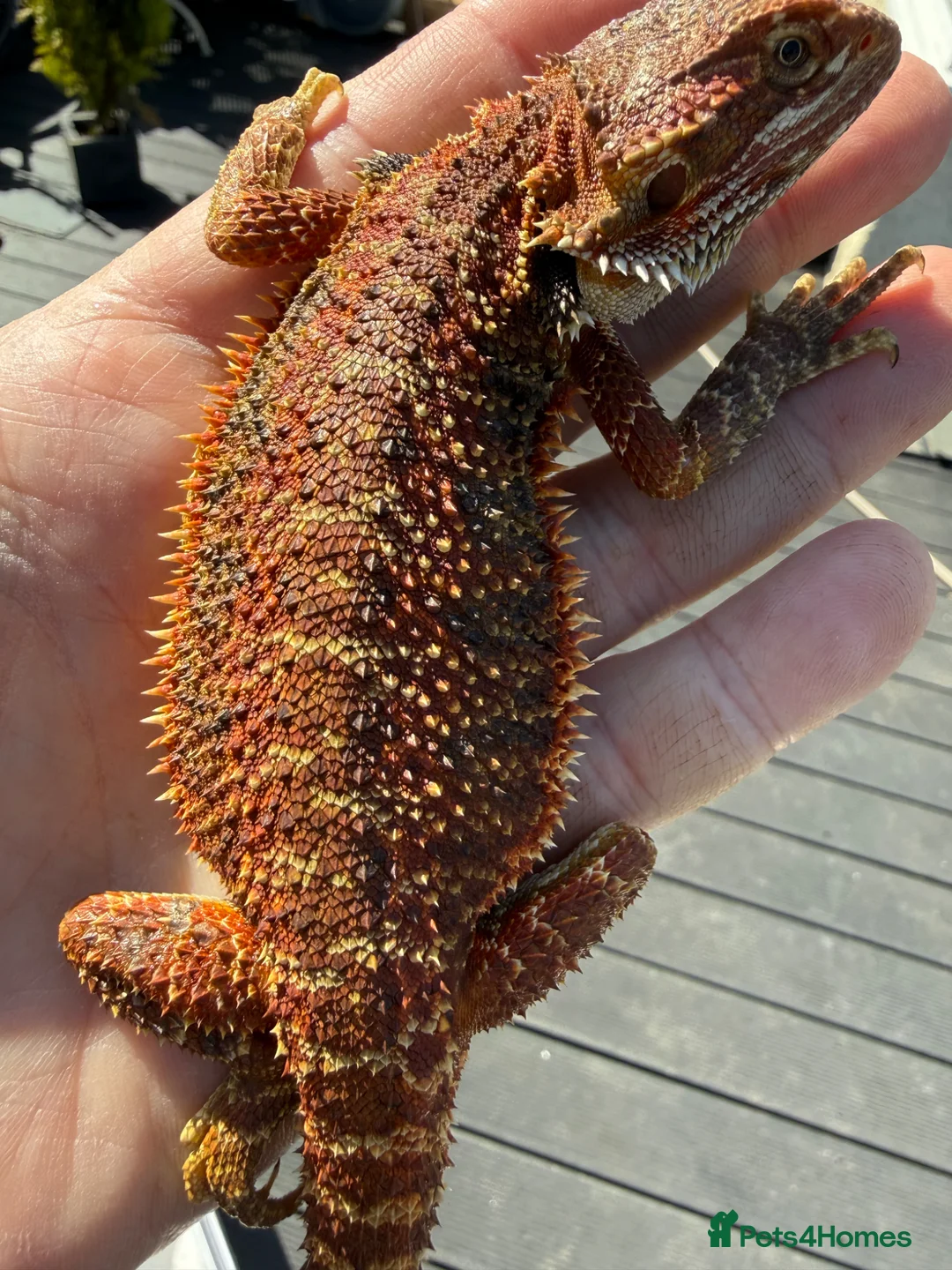 Bearded Dragon reptiles for sale: Bearded Dragon juvenile Male - Advert 1