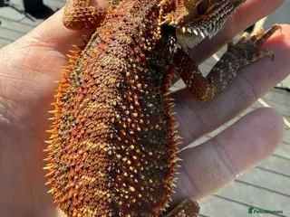 Bearded Dragon reptiles Bearded Dragon juvenile Male - Advert 6