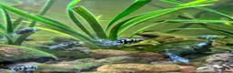 Cichlids fish for sale: DISCOUNT - POLAR BLUE CICHLIDS FRY - Advert 27