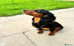 Cocker Spaniel dogs for stud: KC registered Champion bred working cocker  in Middlewich - Image 5