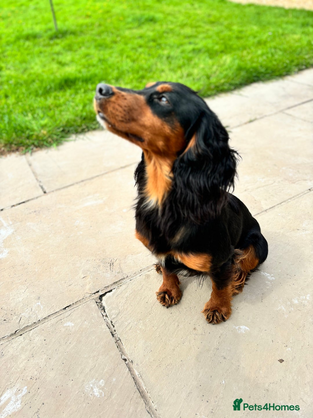 Cocker Spaniel dogs for stud: KC registered Champion bred working cocker  in Middlewich - Image 5