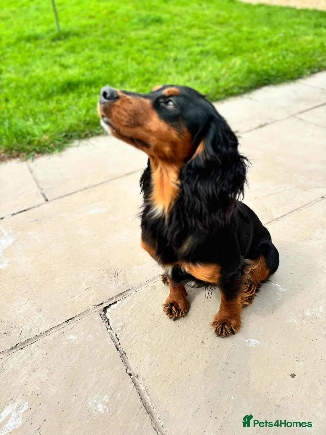 Cocker Spaniel dogs for stud: KC registered Champion bred working cocker  in Middlewich - Advert 5