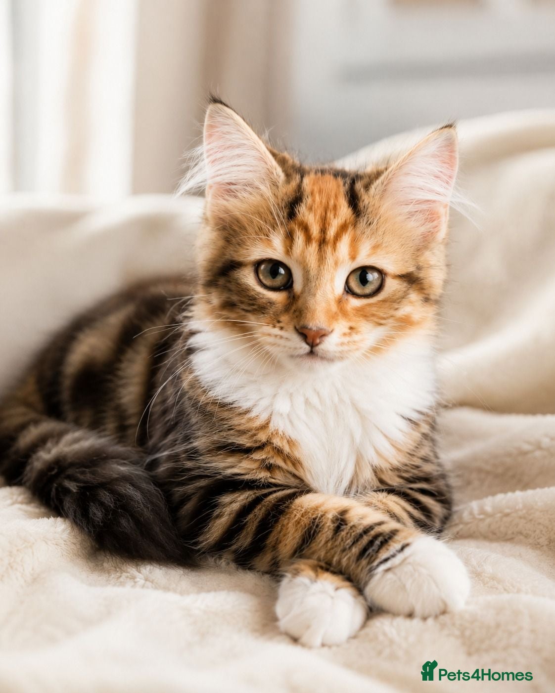 Siberian cats Beautiful Siberian kitten ready for a new home - Advert 12