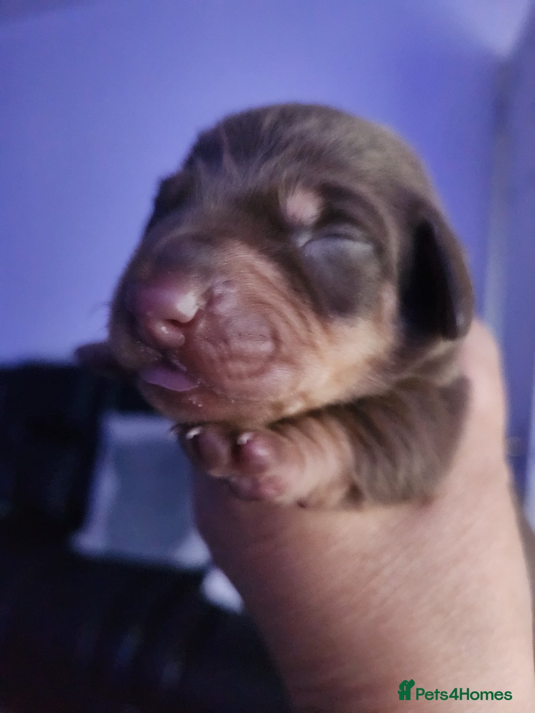 Miniature Dachshund dogs for sale: Chocolate and Tan mini dachshund  - Image 3