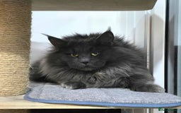 Maine Coon cats for sale: Gccf registered maine coon girl - Image 7