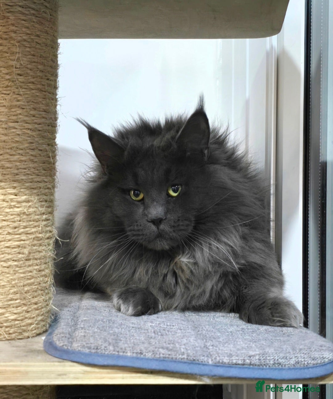 Maine Coon cats for sale: Gccf registered maine coon girl - Image 7