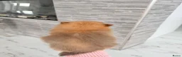 Pomeranian dogs for sale: 🫶🏽 5 BEAUTIFUL POMERANIAN PUPPIES 🫶🏽   - Advert 8