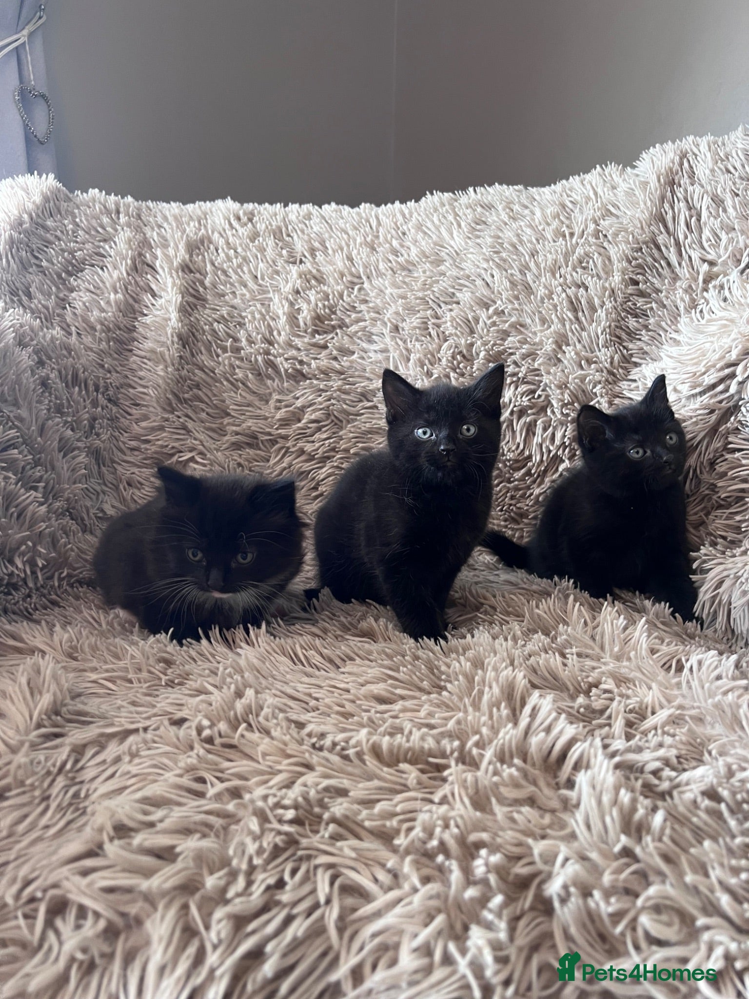 Mixed Breed cats Mix breed kittens - Advert 15
