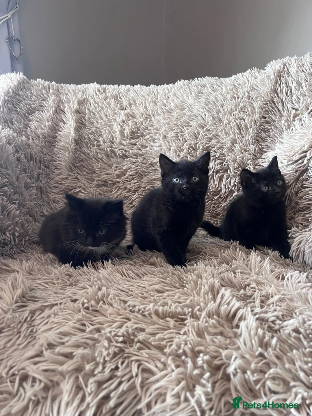 Mixed Breed cats for sale: Mix breed kittens - Advert 1