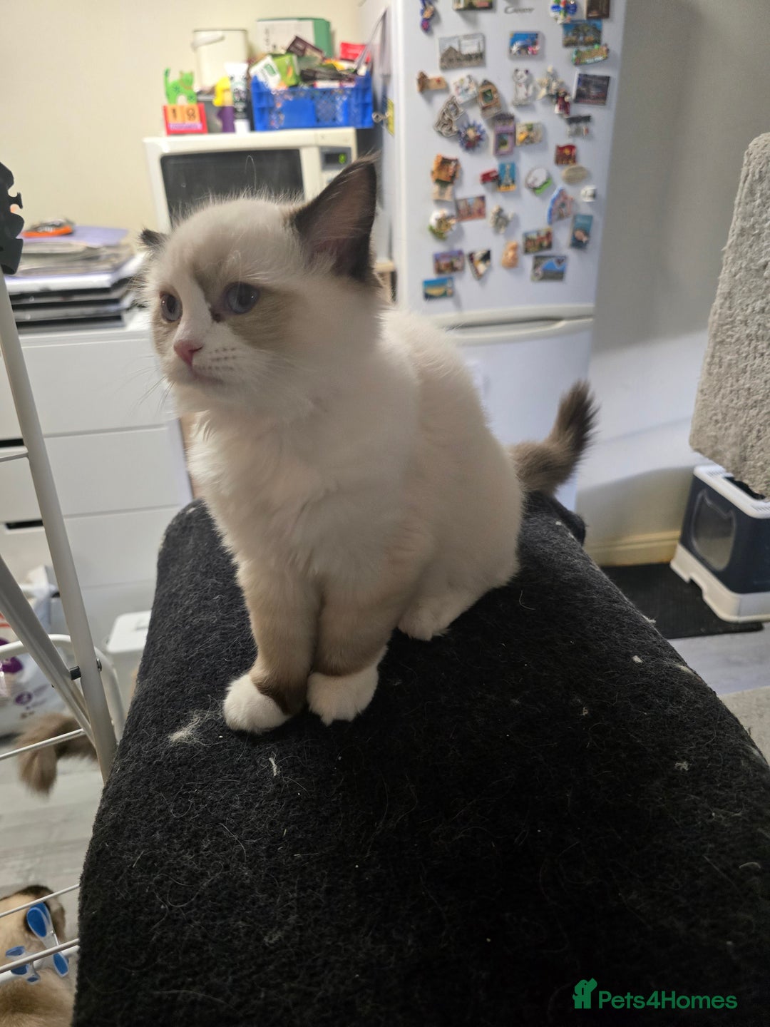 Ragdoll cats for sale: Gccf registered little Queens available 🥰 - Advert 26