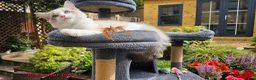 Ragdoll cats for sale: GCCF PEDIGREE CERTIFICATE KITTENS  - Advert 20