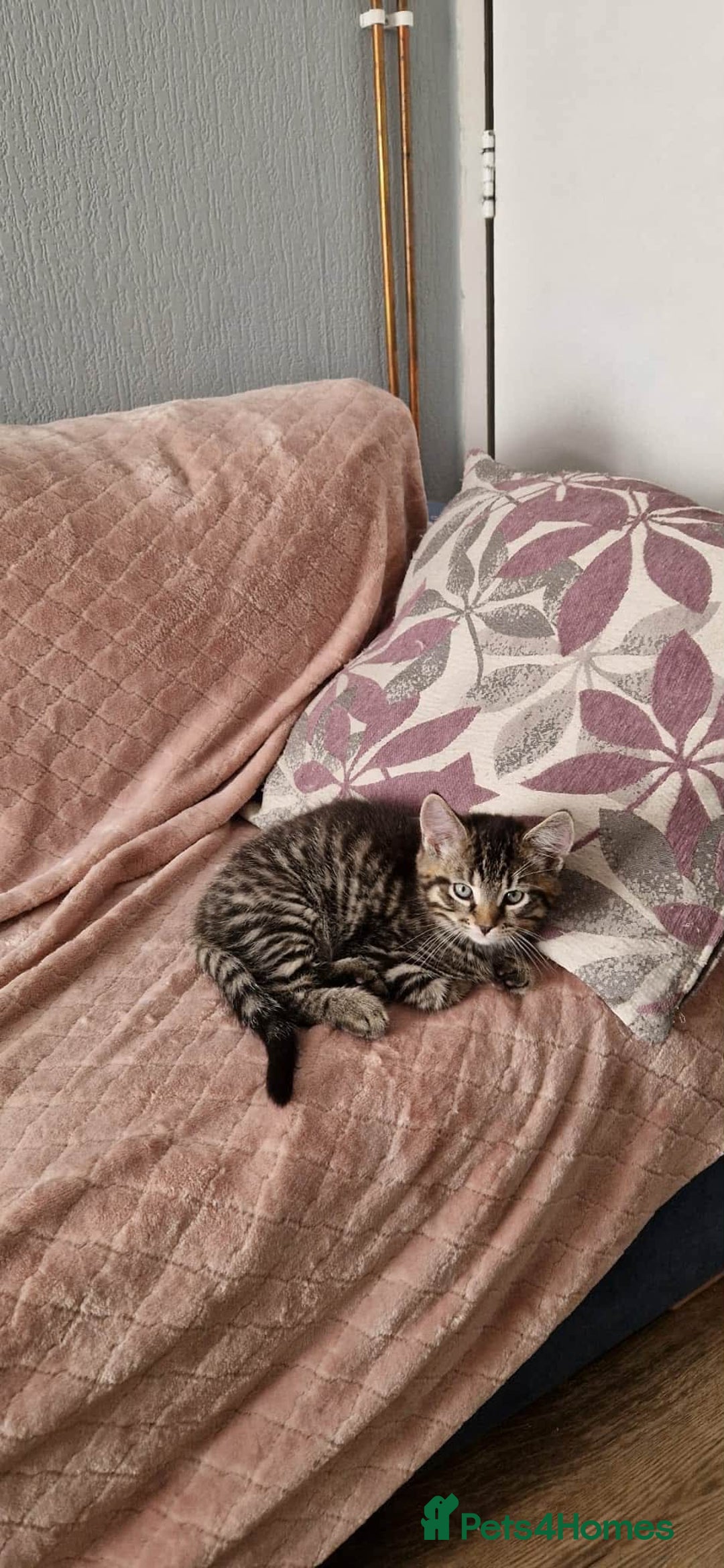 Mixed Breed cats for sale: 3 Mixed Kittens - Advert 6