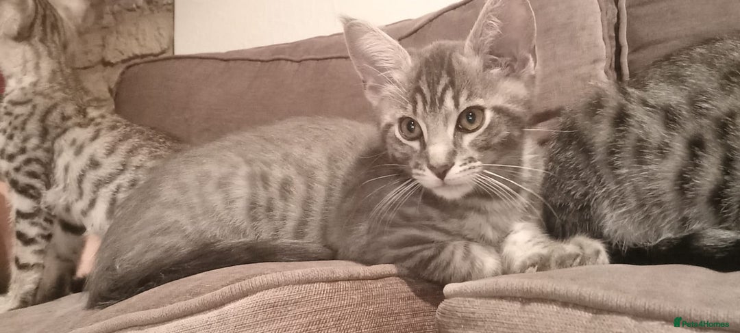 Savannah cats for sale: Stunning Savannahx Maine coons - Image 24