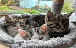 Mixed Breed cats for sale: Adorable Playful Happy Mixed breed kittens - Image 3