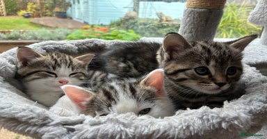 Mixed Breed cats - Advert 6