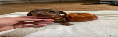 Miniature Dachshund 2