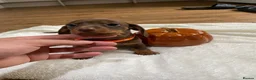 Miniature Dachshund dogs for sale: 6 beautiful miniature dachshunds for sale  - Advert 4