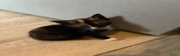 Mixed Breed cats for sale: 4 cute kittens  - Advert 12