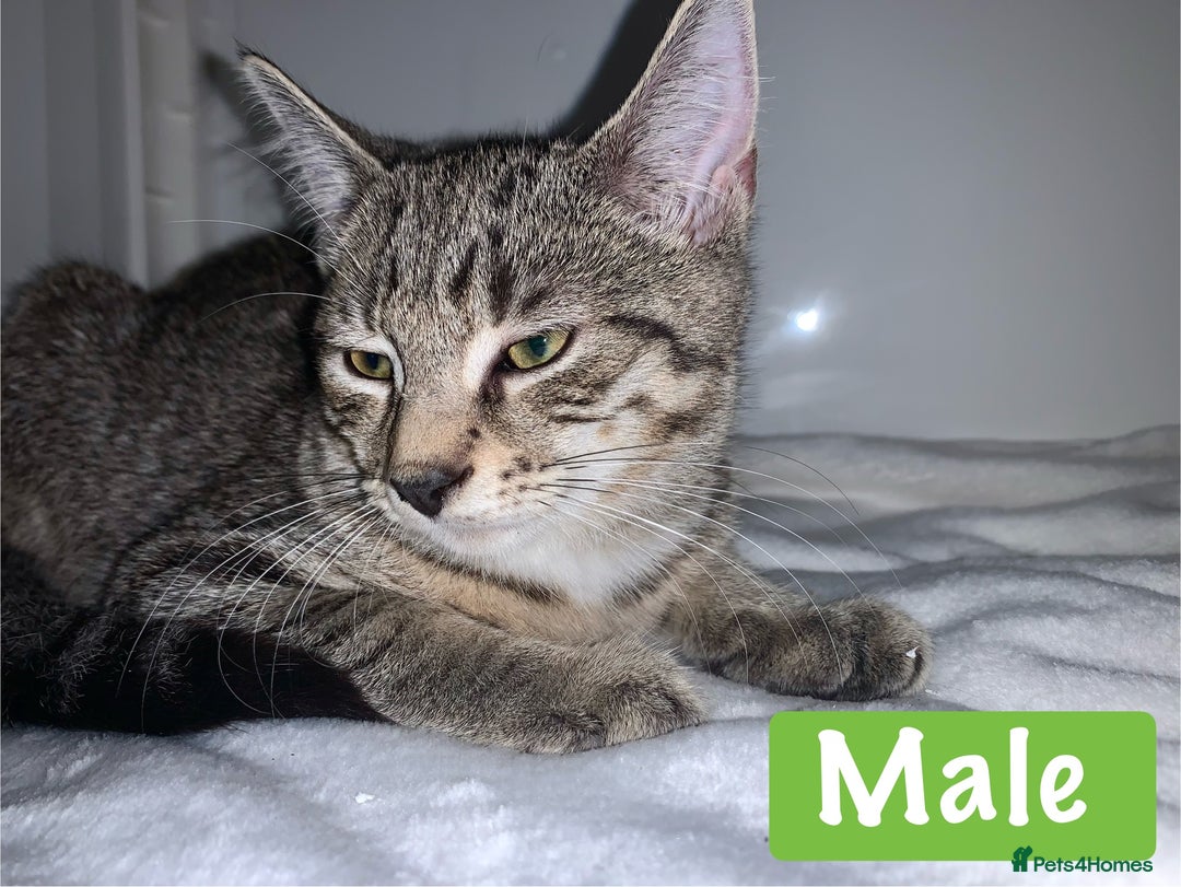 Mixed Breed cats for sale: Beautiful kittens Ready now Open to offers  in Chester - Image 9