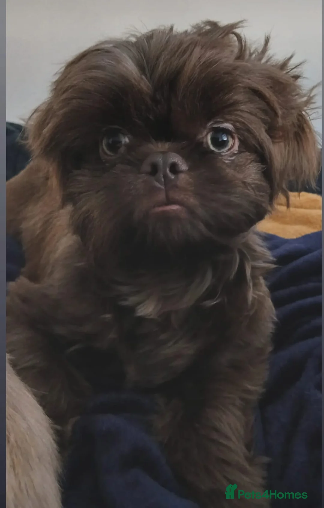 Shih Tzu dogs for stud: Frankenstein imperial shih szu stud - Advert 5