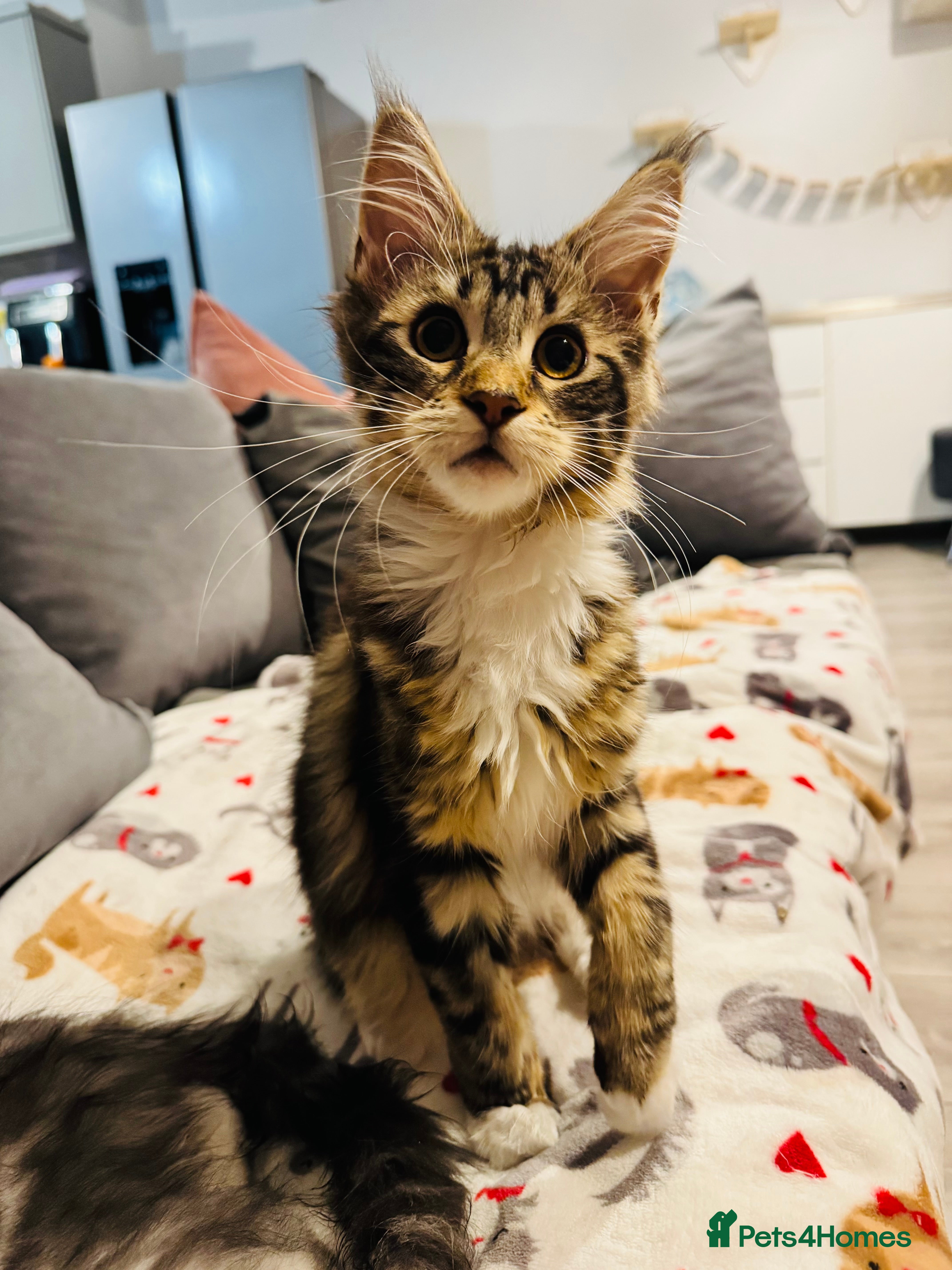 Maine Coon cats Maine Coon kittens TICA reg. 3girls available  - Advert 1