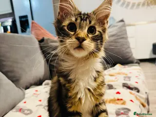 Maine Coon cats Maine Coon kittens TICA reg. 3girls available - Advert 1