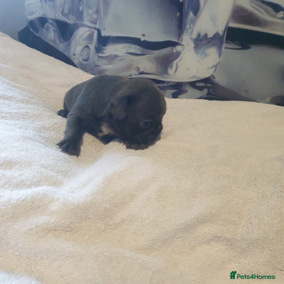 French Bulldog dogs for sale: 4French bulldog puppies 3 weeks old kc registered  - Advert 6
