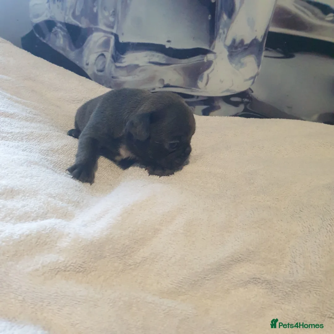 French Bulldog dogs for sale: 4French bulldog puppies 5weeks old kc registered  - Advert 10