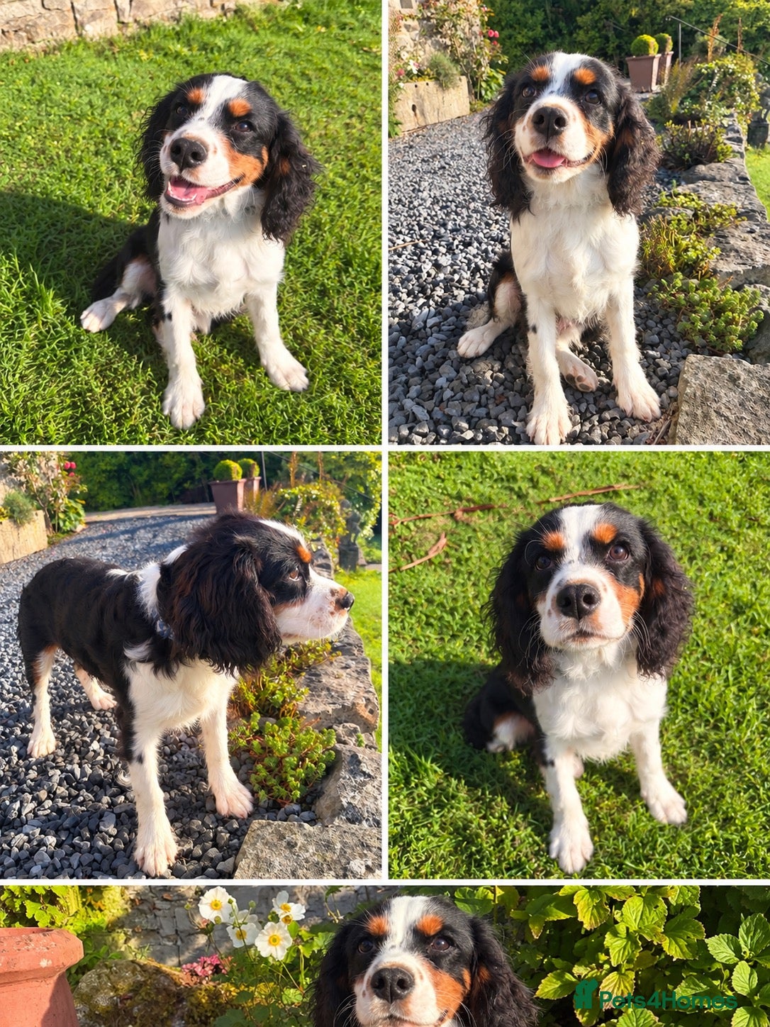 Cavalier King Charles Spaniel dogs Tri Cavalier King Charles spaniel- Louie - Advert 2