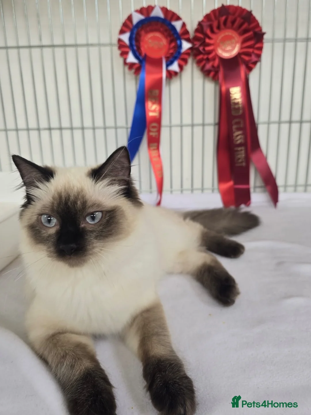Ragdoll cats for stud: 🏆 Award-Winning Offspring, GCCF & TICA Seal Point - Advert 2