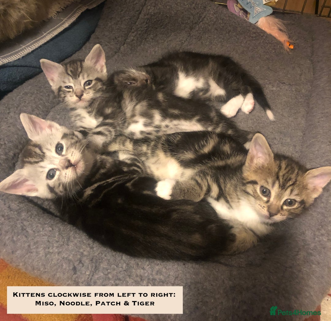 Mixed Breed cats for sale: Maine Coon Cross Kittens – Home Raised, Ready Jan - Advert 17
