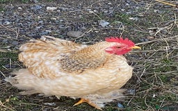 Chickens poultry for sale: Pekin bantam cockerels - Image 2