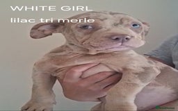 American Bulldog dogs for sale: Pocket bullie pups  - Image 9