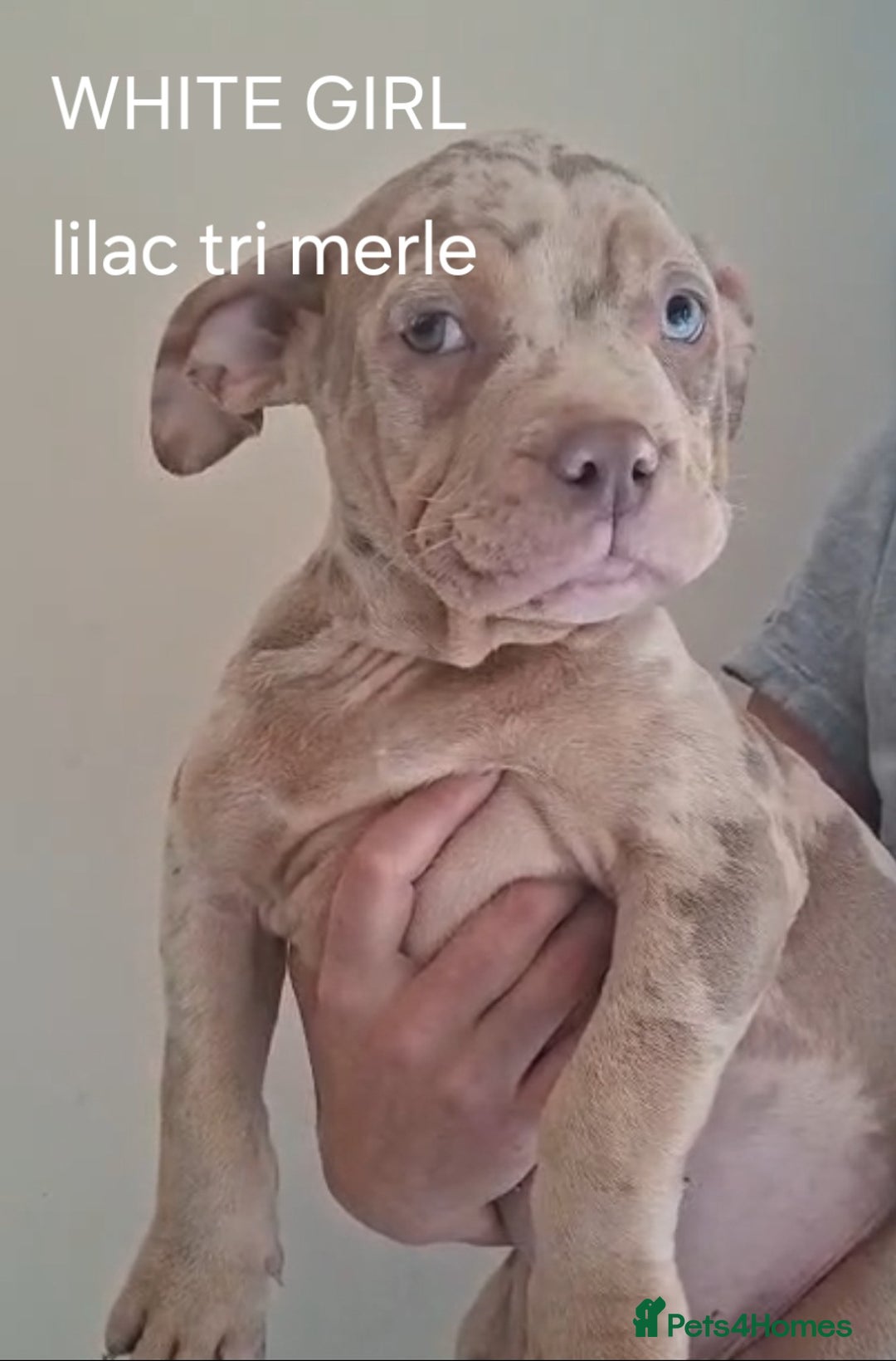 American Bulldog dogs for sale: Pocket bullie pups  - Image 9