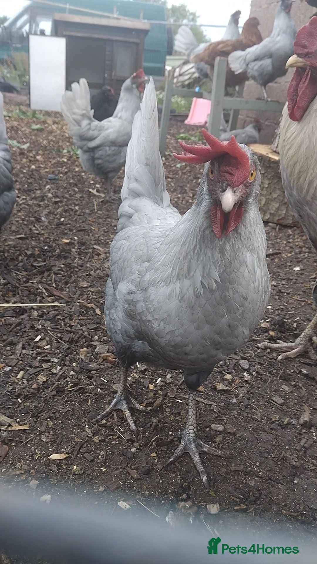 Chickens poultry 10x leghorn laying hens - Advert 1