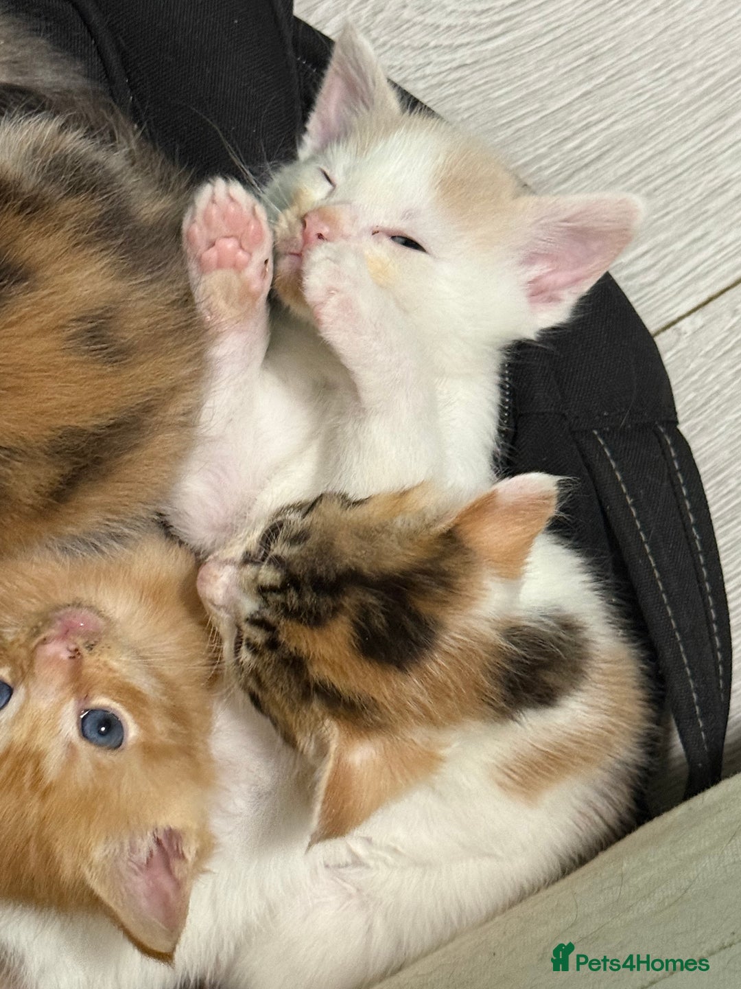 Maine Coon cats for sale: Adorable Half Maine Coon Kittens for Sale  - Image 13