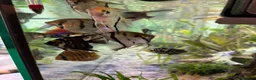 Angelfish fish for sale: Tropical fish for sale  in London - Advert 2