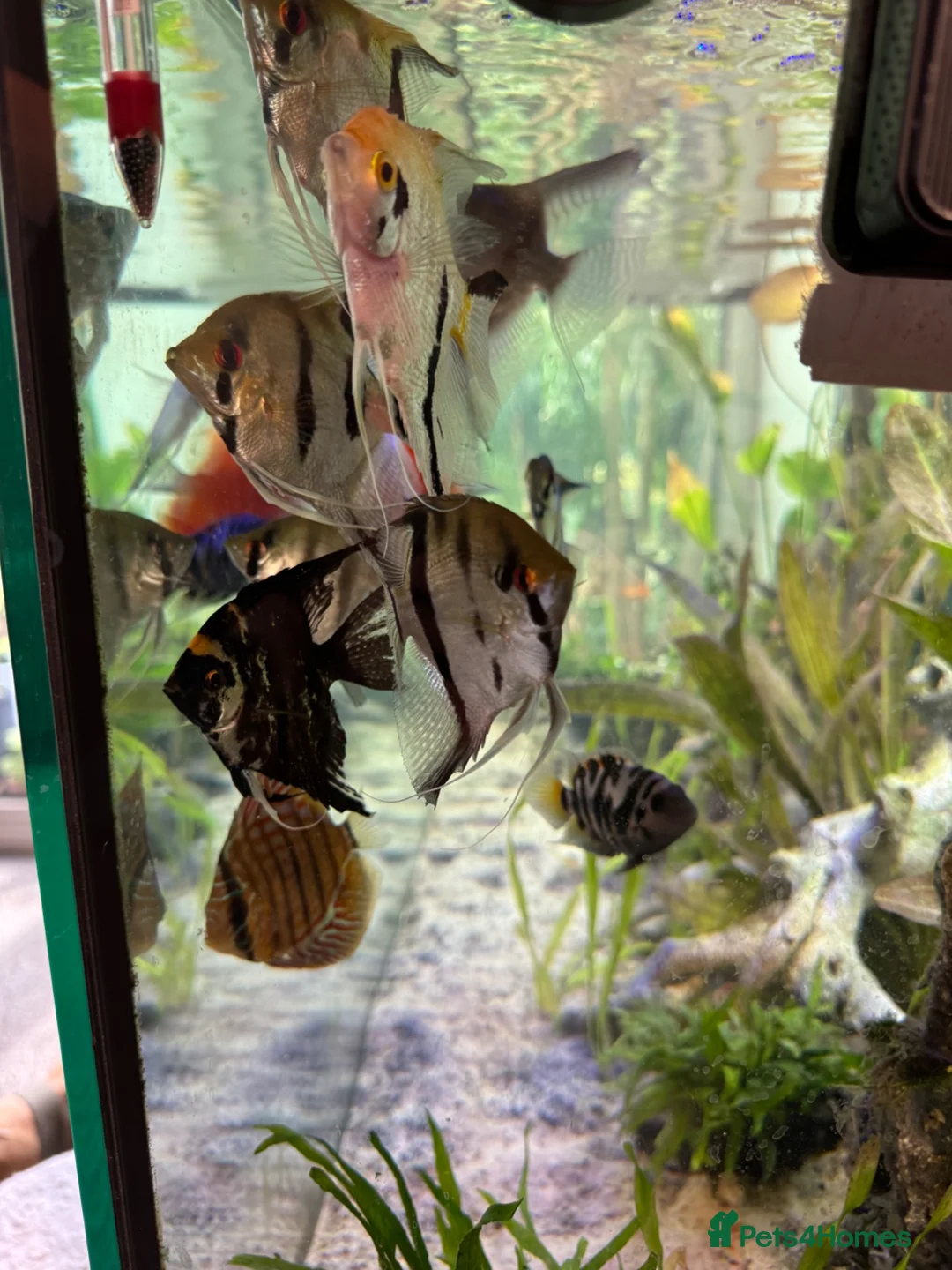 Angelfish fish for sale: Tropical fish for sale  in London - Advert 2