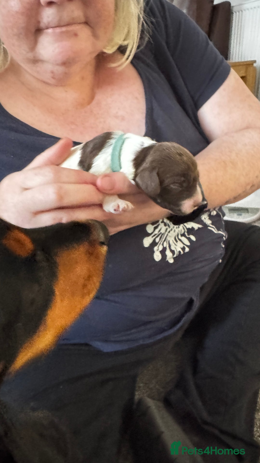 Cocker Spaniel dogs for sale: Final 2 pups in the Litter - Image 13
