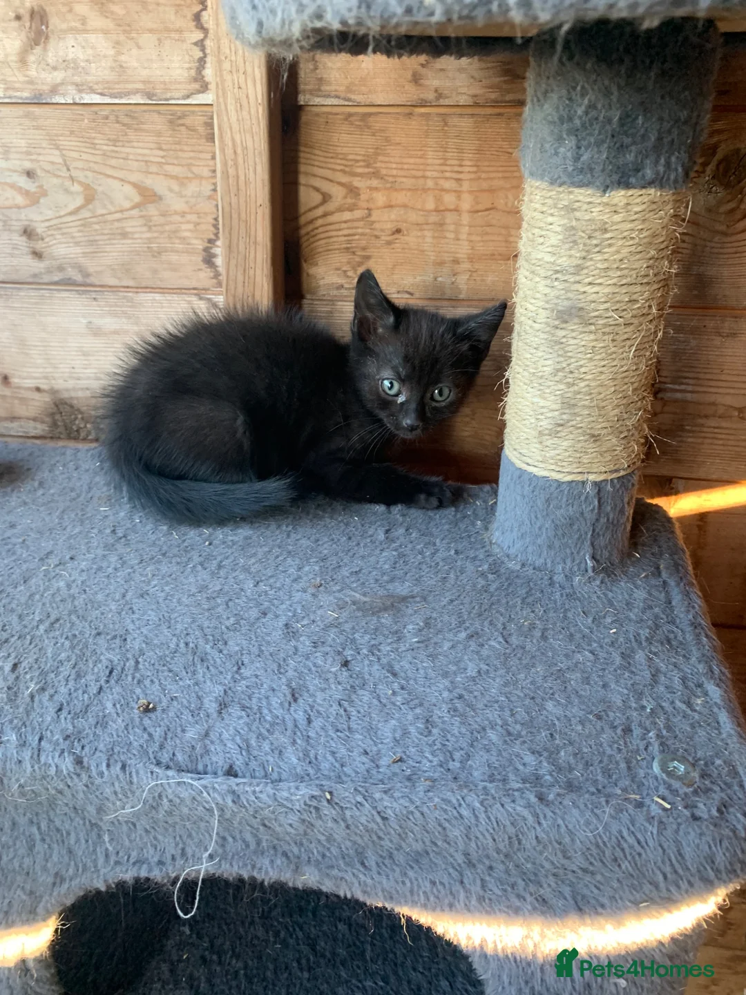 Mixed Breed cats for sale: 2 kittens for sale  - Advert 3