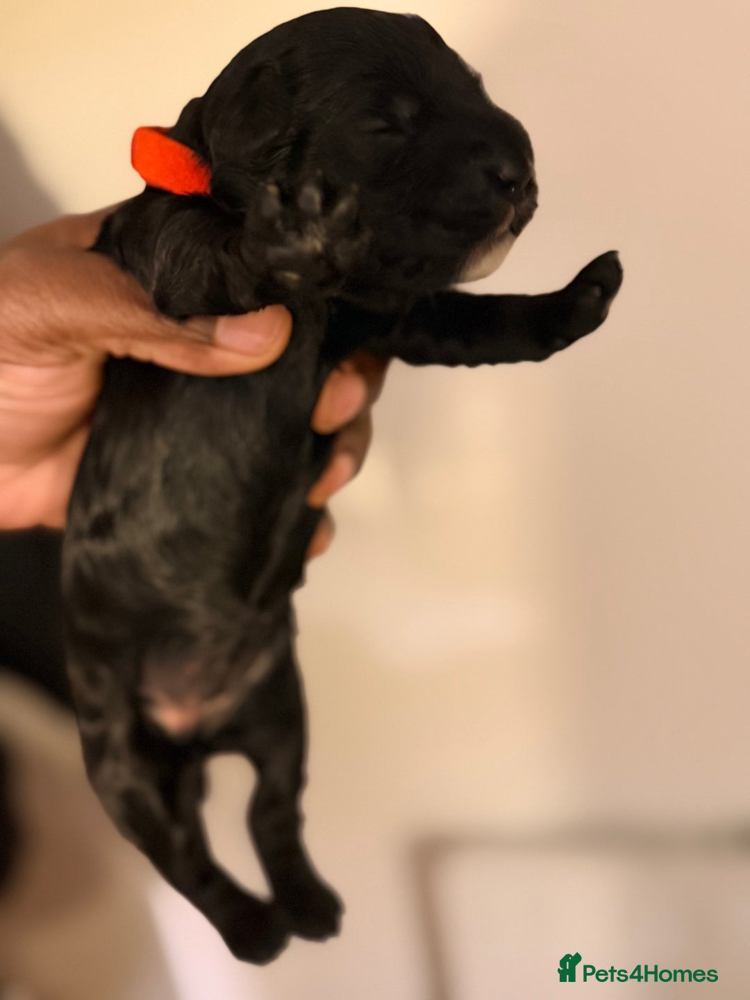 Cockapoo dogs for sale: Adorable Puppies Looking for Their Forever Homes! - Advert 15