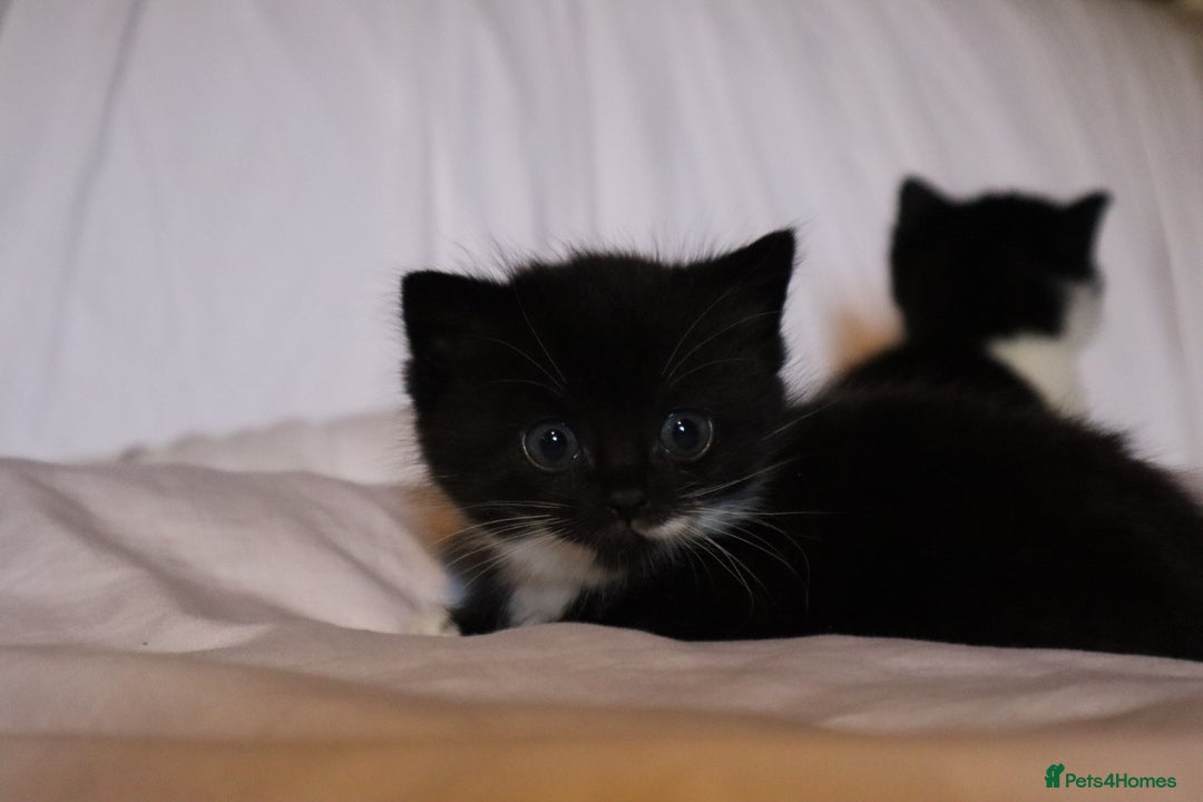 Mixed Breed cats for sale: Female kitten for sale  - Advert 2