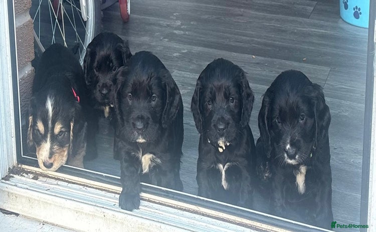 Cocker Spaniel dogs - Advert 1